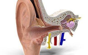 oreille anatomie