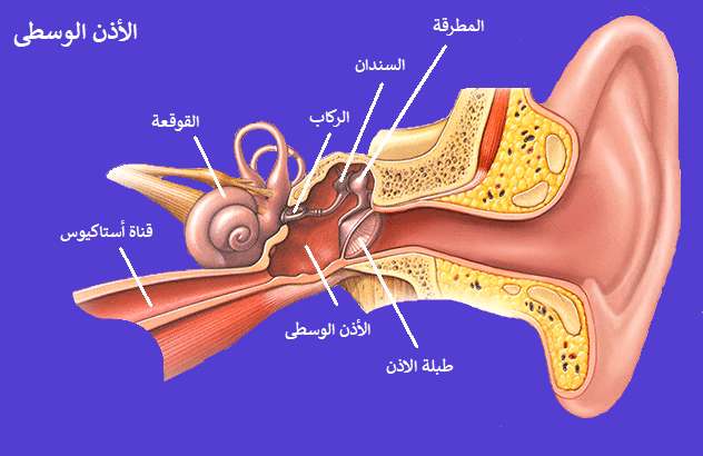 الأذن الوسطى
