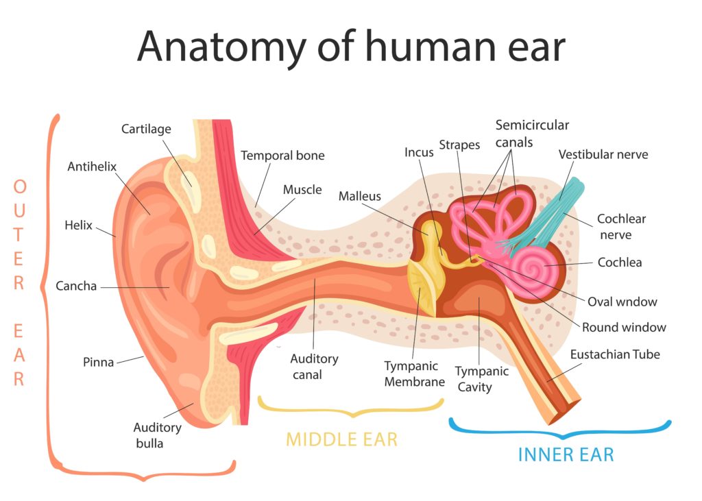 anatomy oreille