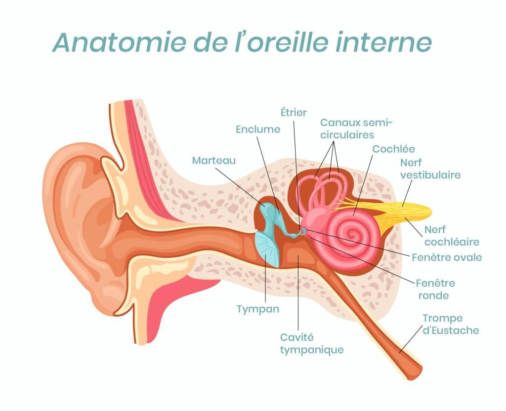 anatomie oreille interne