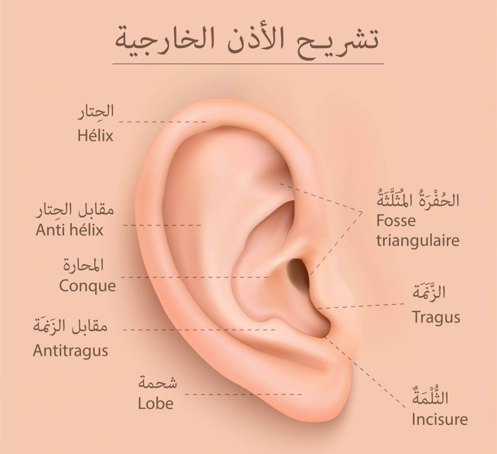 anatomie oreille externe ar