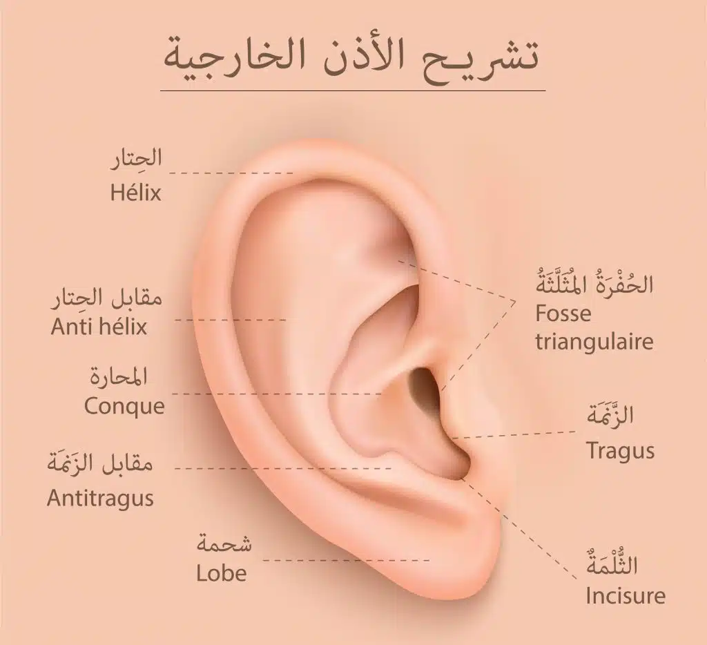 anatomie oreille externe ar