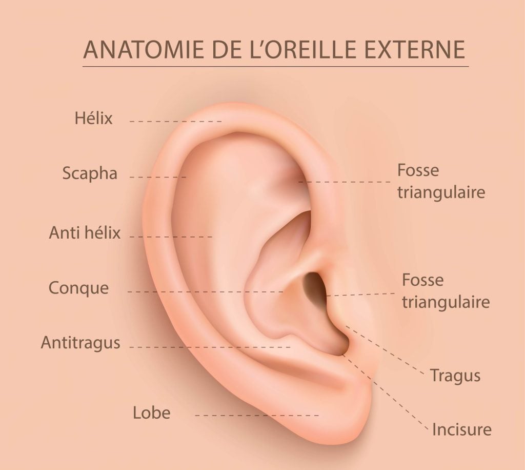 anatomie oreille externe