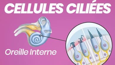 cellules ciliees