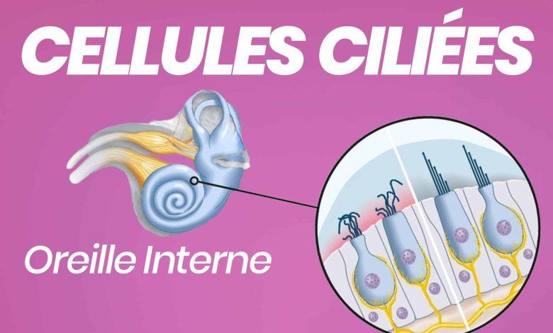 cellules ciliees