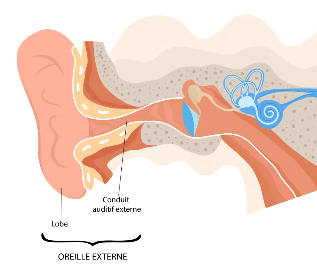 conduit auditif externe