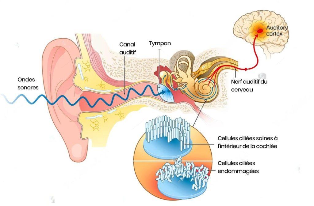 schema cellules ciliees