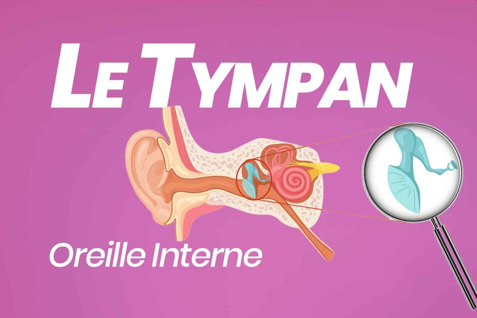 Le Tympan son anatomie et son fonctionnement