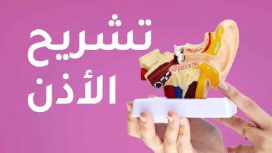 نموذج ثلاثي الأبعاد لتشريح الأذن