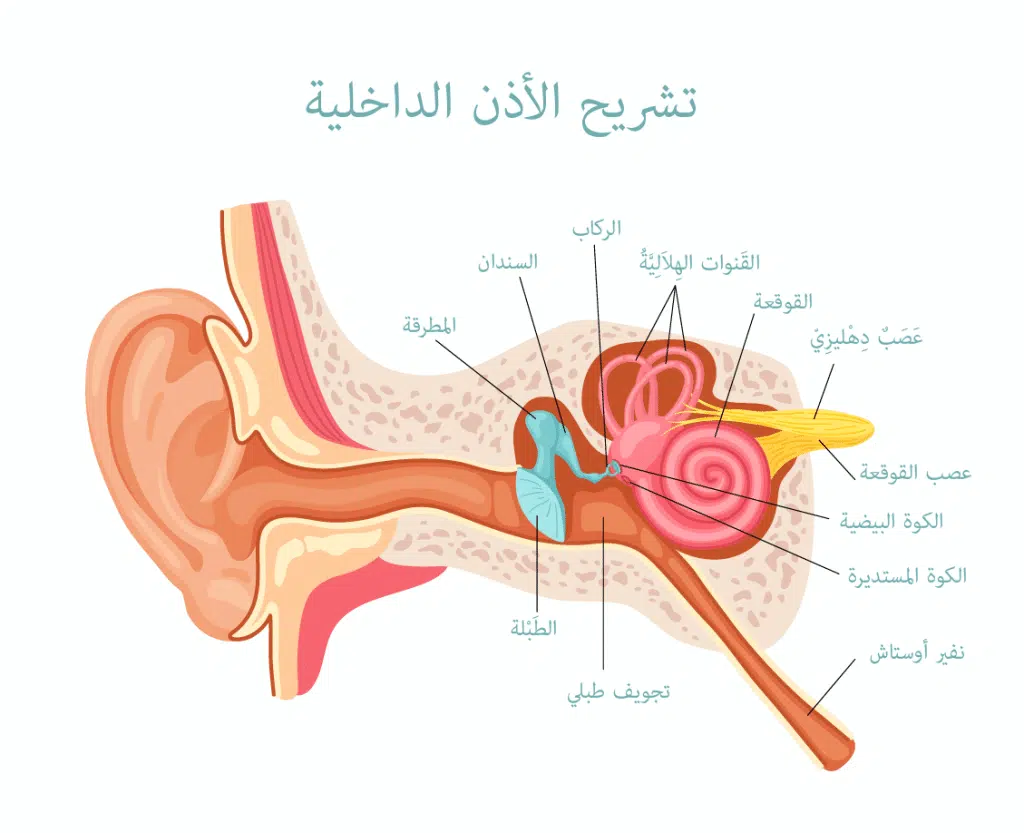anatomie oreille interne ar