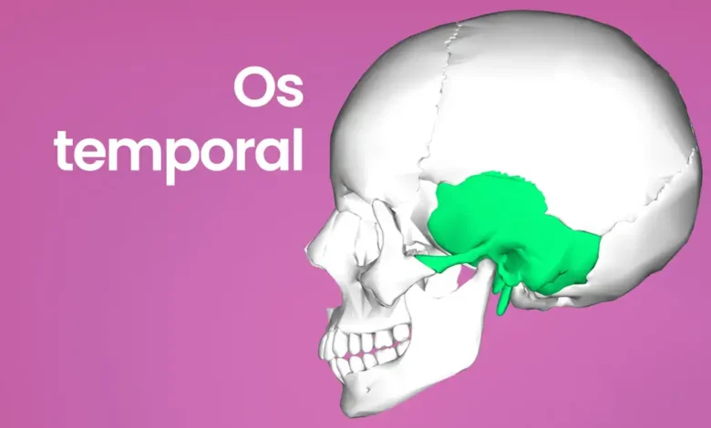 Os Temporal Anatomie R le Et Pathologies Os Temporal Anatomie R le Et Pathologies